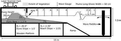 The Unique Ability of Fine Roots to Reduce Vegetated Coastal Dune Erosion During Wave Collision